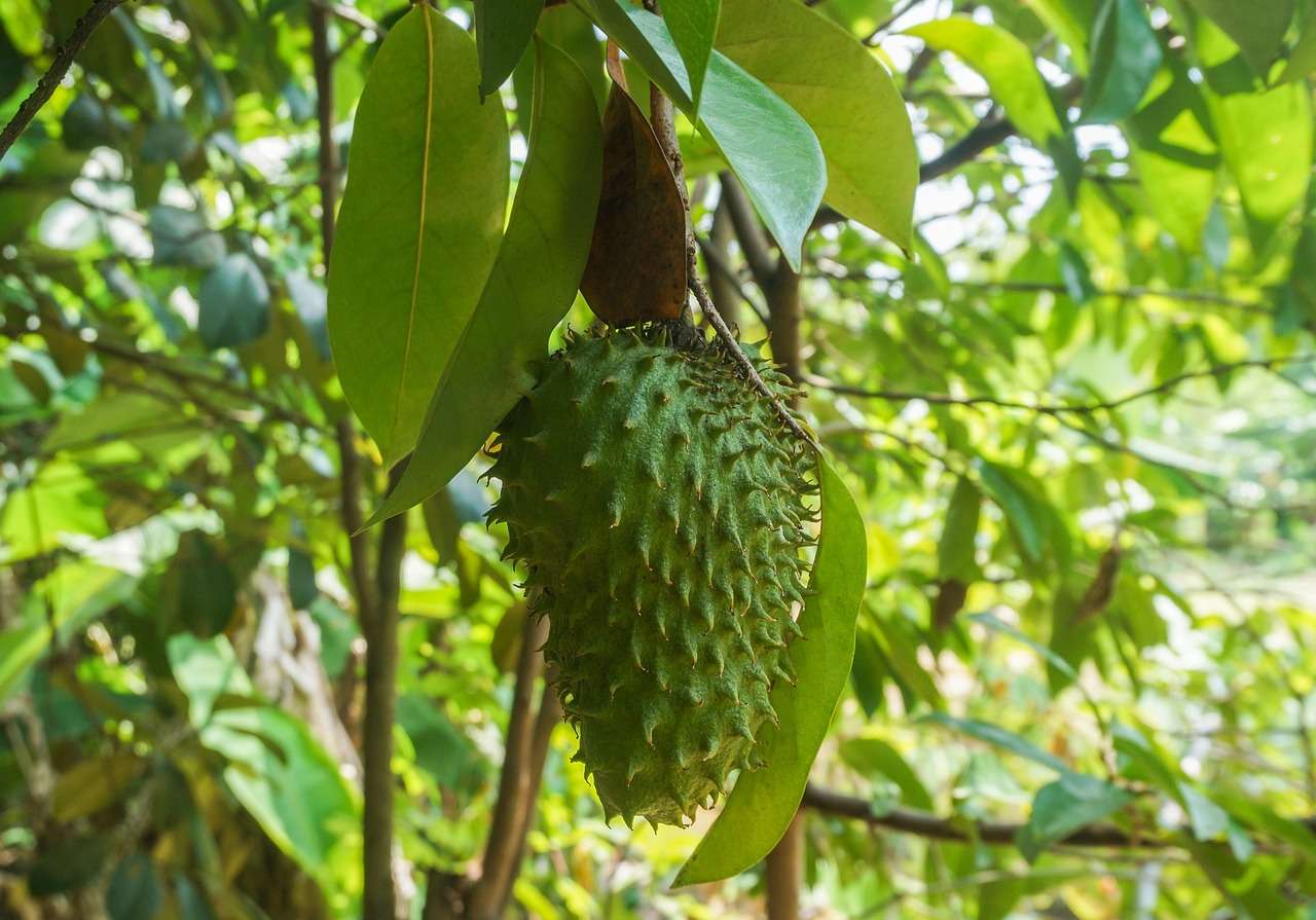 Graviola: Um Olhar Detalhado sobre a Fruta e seus Benefícios