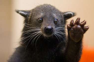 Desvendando os Segredos do Café Civet(Kopi Luwak): Uma Experiência Única para os Amantes do Café